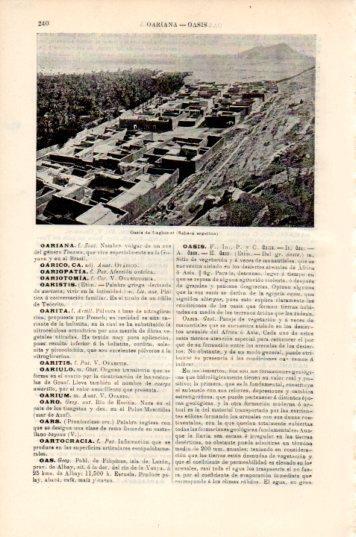 LAMINA V44710: Oasis de Laghonat