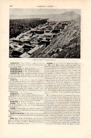 LAMINA V44710: Oasis de Laghonat