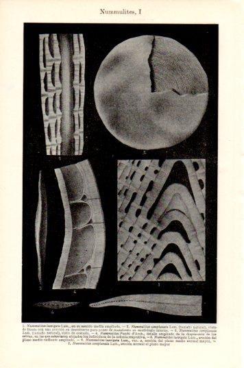 LAMINA V44687: Nummulites I