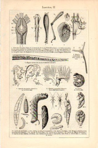 LAMINA V44680: Insectos II
