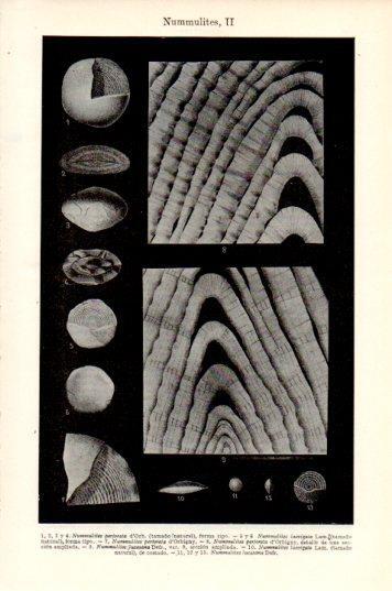 LAMINA V44688: Nummulites II