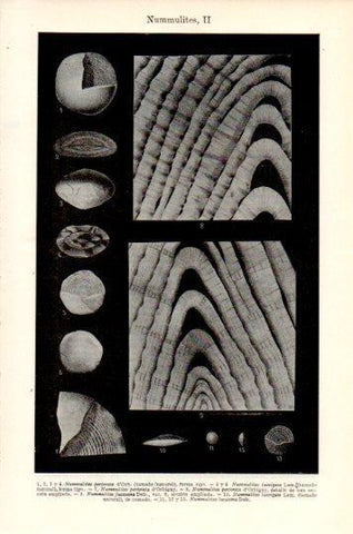 LAMINA V44688: Nummulites II