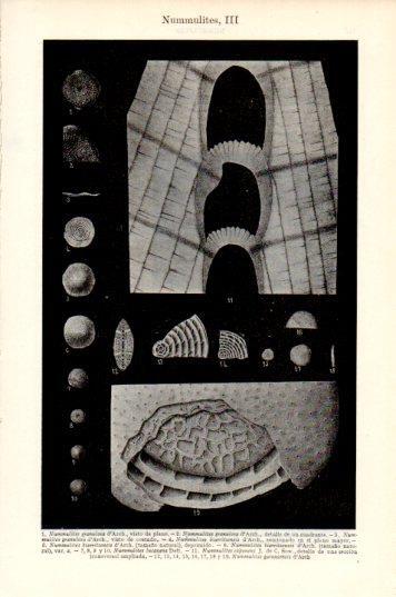 LAMINA V44689: Nummulites III