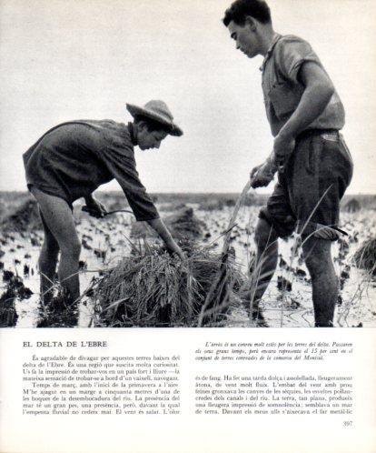 LAMINA V45557: Conreu d'arròs al Delta de l'Ebre