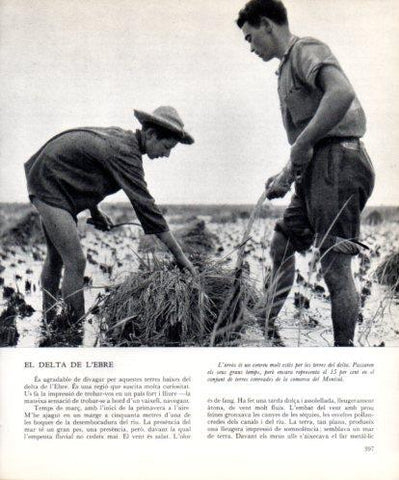 LAMINA V45557: Conreu d'arròs al Delta de l'Ebre