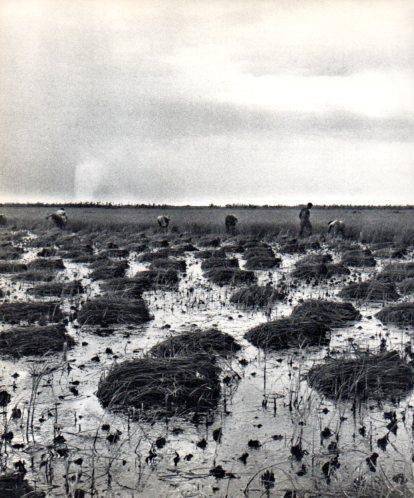 LAMINA V45556: Camp d'arròs al Delta de l'Ebre