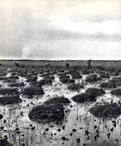 LAMINA V45556: Camp d'arròs al Delta de l'Ebre