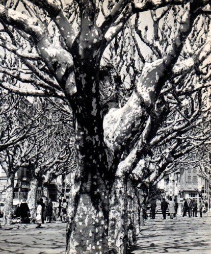 LAMINA V45494: La Rambla de la Seu d'Urgell