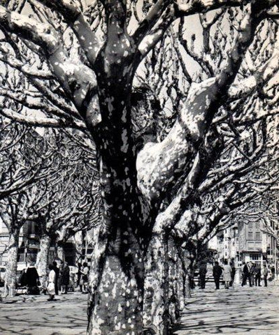 LAMINA V45494: La Rambla de la Seu d'Urgell