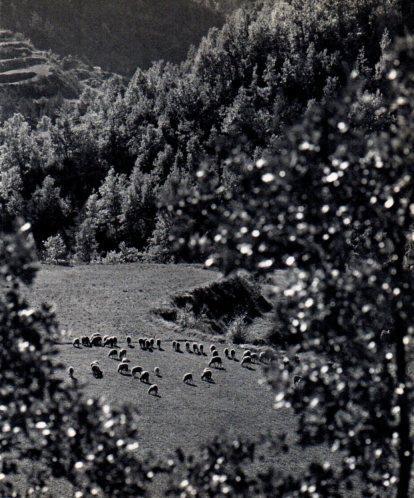 LAMINA V45477: Ovelles pasturant al Llobregat