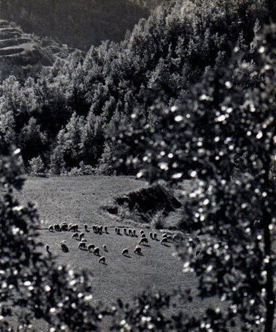 LAMINA V45477: Ovelles pasturant al Llobregat