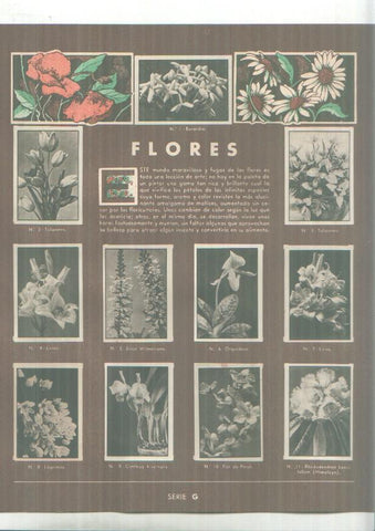 Cromos: Gallina Blanca: Belenes y Flores