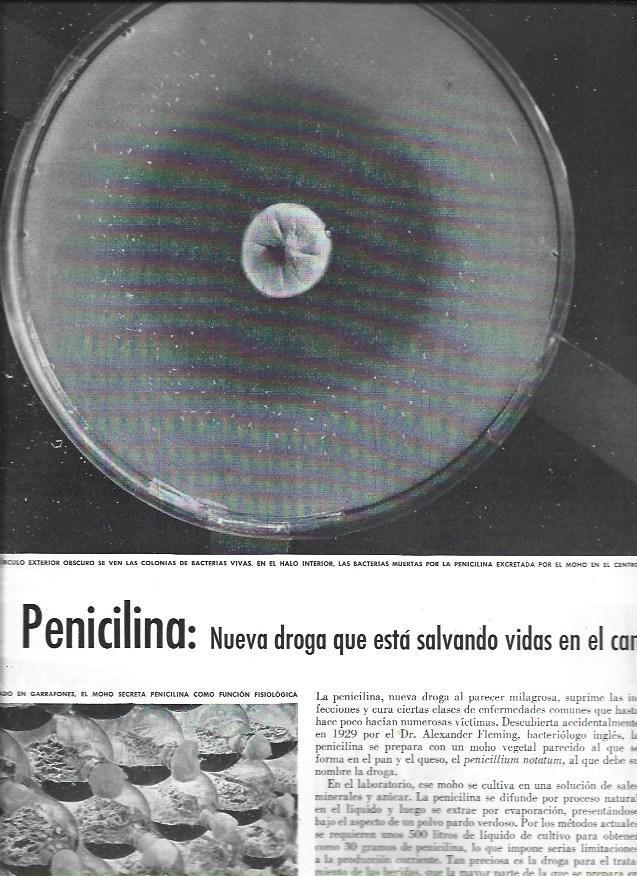 LAMINA 38481: Bacteria de la penicilina