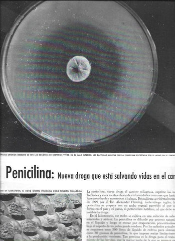 LAMINA 38481: Bacteria de la penicilina