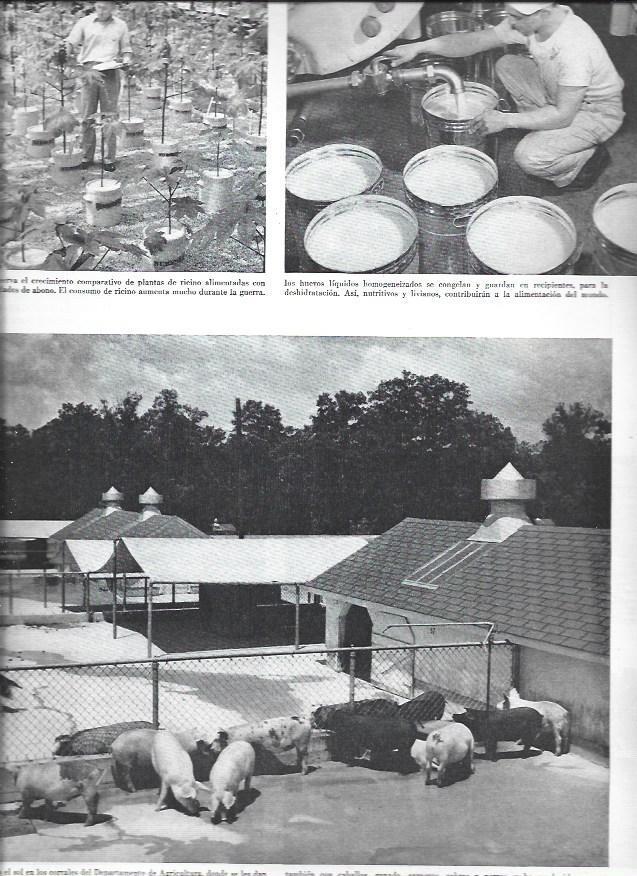 LAMINA 38466: Granjas del Departamento de Agricultura de Estados Unidos