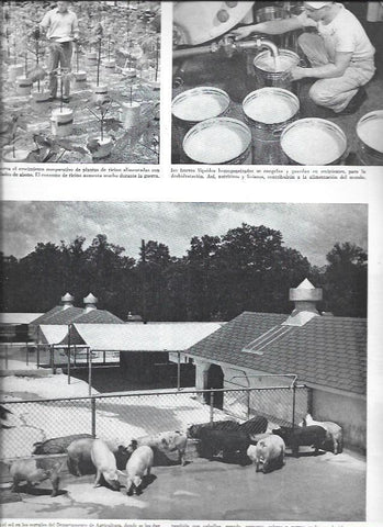 LAMINA 38466: Granjas del Departamento de Agricultura de Estados Unidos