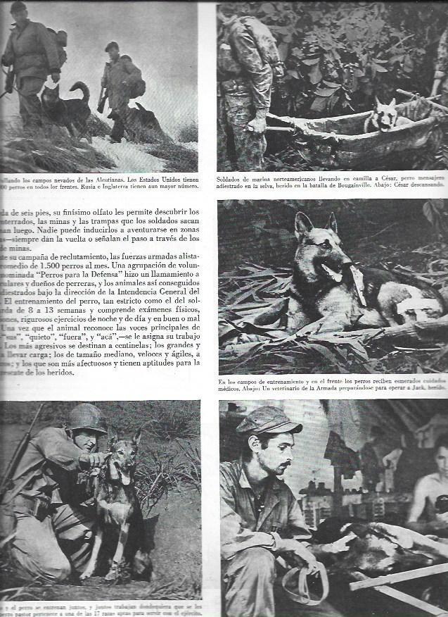 LAMINA 38630: Perros adiestrados para la guerra