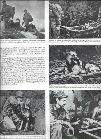 LAMINA 38630: Perros adiestrados para la guerra