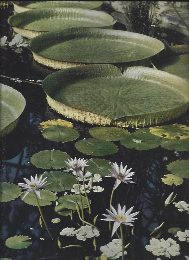 LAMINA 38671: Flores en el agua