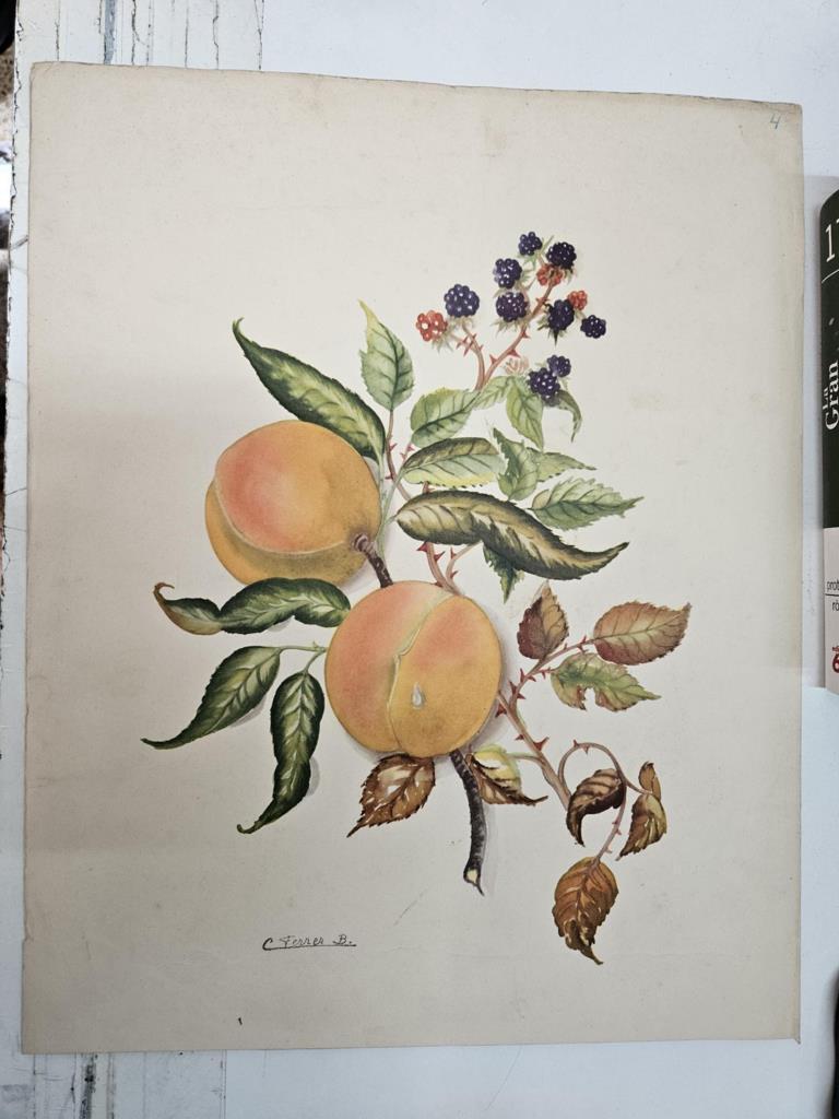Lamina/póster (numerada 9) dibujo de flores firmado por C. Ferrer B.