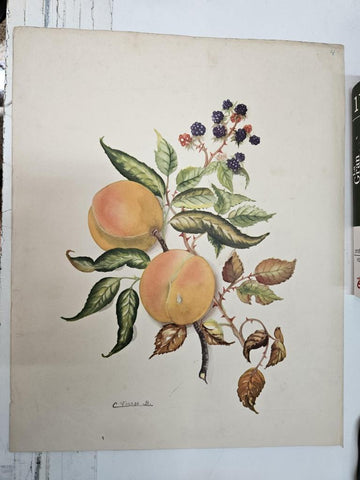 Lamina/póster (numerada 9) dibujo de flores firmado por C. Ferrer B.