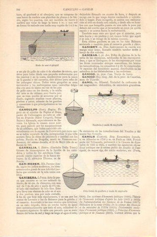 LAMINA V46234: Ganguil