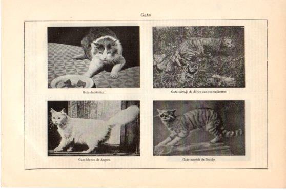 LAMINA V46286: Especies de gatos