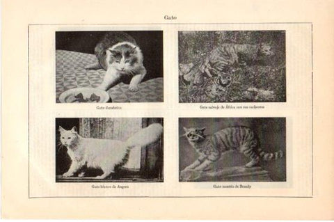 LAMINA V46286: Especies de gatos