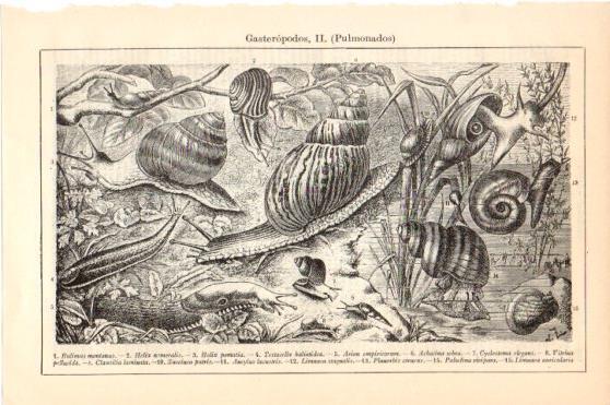 LAMINA V46287: Gasteropodos pulmonados 