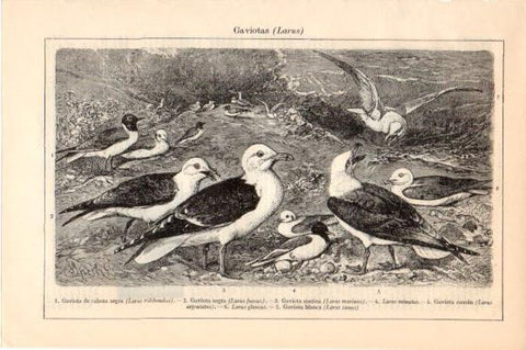 LAMINA V46289: Gaviotas