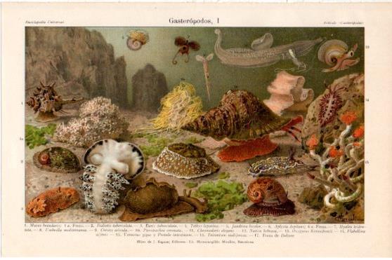 LAMINA V46271: Gasteropodos I