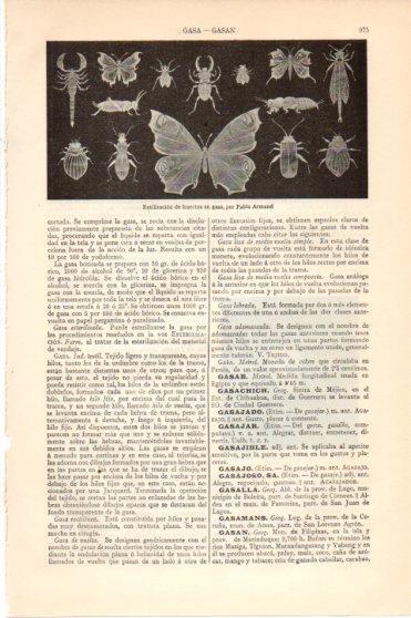 LAMINA V46273: Estelizacion de insectos en gasa por P. Armand