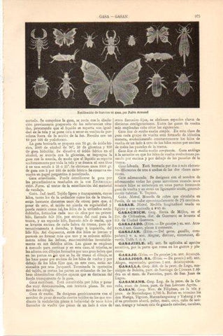 LAMINA V46273: Estelizacion de insectos en gasa por P. Armand