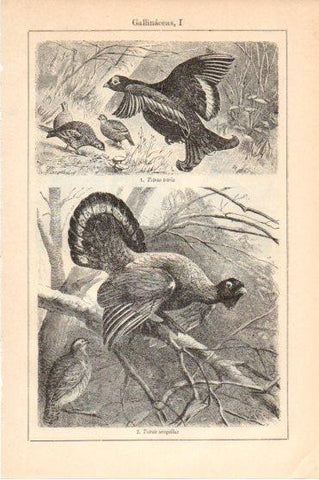 LAMINA V46223: Gallinaceas I