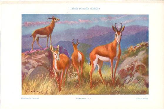 LAMINA V46183: Gazela o gazella euchore
