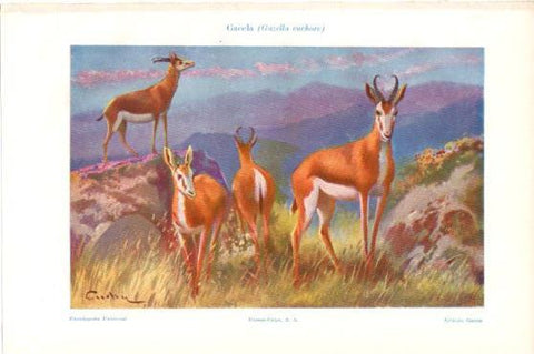 LAMINA V46183: Gazela o gazella euchore