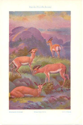 LAMINA V46184: Gazela o gazella dorcas