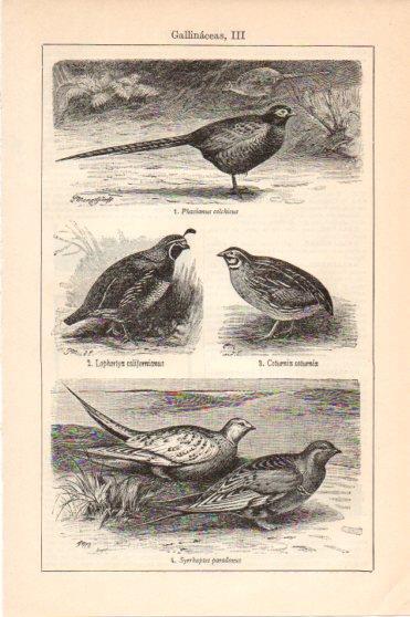 LAMINA V46222: Gallinaceas III