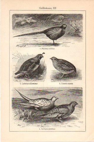 LAMINA V46222: Gallinaceas III