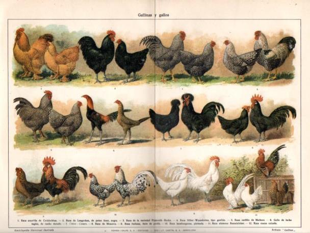 LAMINA V46449: Gallinas y gallos