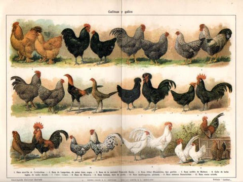 LAMINA V46449: Gallinas y gallos