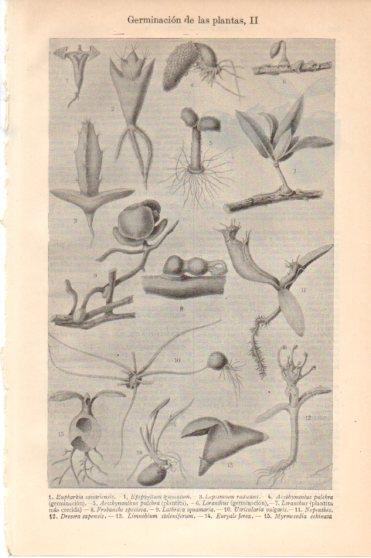 LAMINA V46317: Germinacion de las plantas II