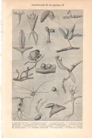 LAMINA V46317: Germinacion de las plantas II