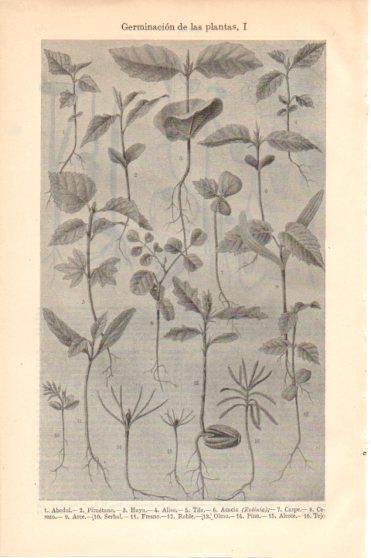 LAMINA V46318: Germinacion de las plantas I