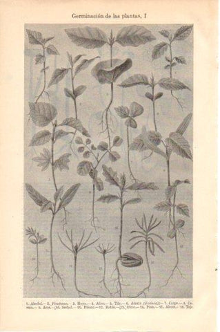 LAMINA V46318: Germinacion de las plantas I