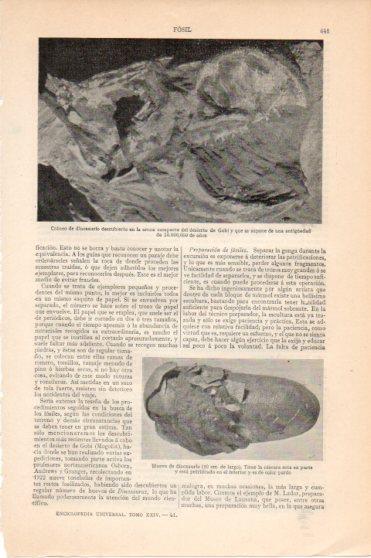 LAMINA V45919: Craneo de dinosaurio del desierto de Gobi