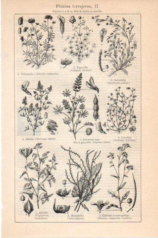 LAMINA V45914: Plantas forrajeras II