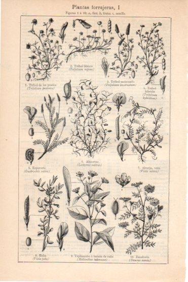 LAMINA V45913: Plantas forrajeras I