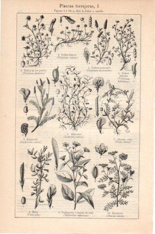 LAMINA V45913: Plantas forrajeras I