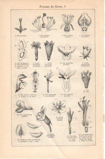 LAMINA V45884: Formas de flores I